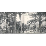 Nice - Groupe de Palmiers au Jardin Public - Carte postale en 4 Volets
